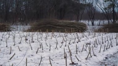 Kesik enerji ormanı Coppice 'nin geniş buharlı panorama görüntüsü.