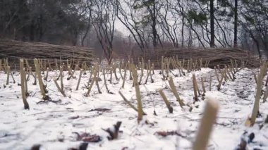 Kesik enerji ormanı Coppice 'nin geniş buharlı panorama görüntüsü.