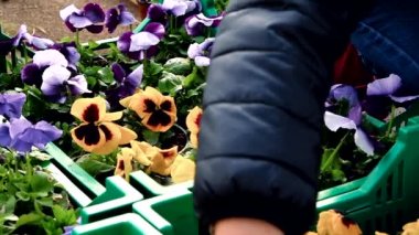 bahçıvanın statik yakın plan çekimi nakliye için saksılarda pansies düzenler