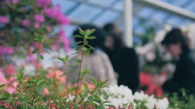 Serada muhteşem pembe ve beyaz rhododendronlar, arka planda 3 kadın.