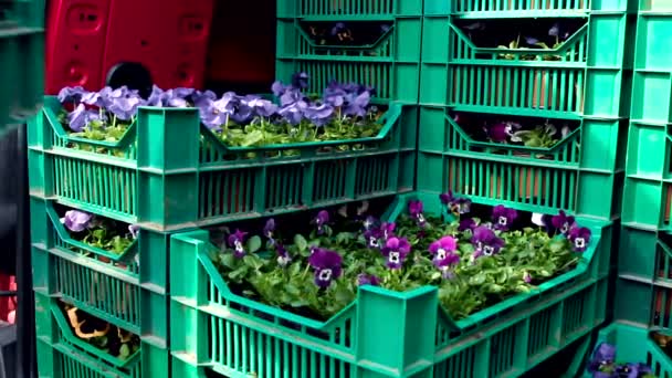 Steadicam Средний Снимок Синего Фиолетового Панси Зеленых Пластиковых Коробках Расположены — стоковое видео