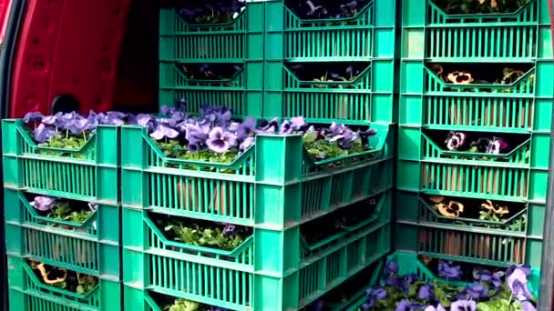 Steadicam Medium Shot Blue Purple Pansies Green Plastic Boxes Arranged — Stock Video