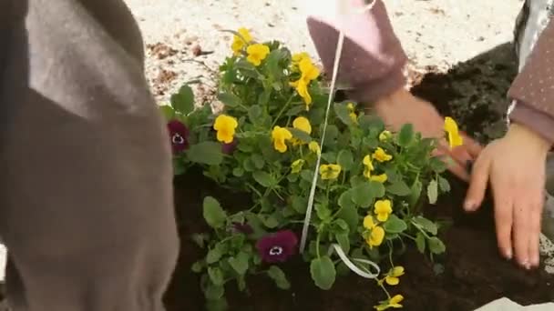 Ręka Trzymał Zbliżenie Strzał Dwóch Kobiet Sadzenie Fioletowe Żółte Kwiaty — Wideo stockowe