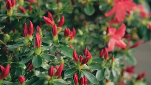 Κοντινό Πλάνο Κόκκινα Μπουμπούκια Ροδοδένδρου Και Λουλούδια Που Ανθίζουν — Αρχείο Βίντεο