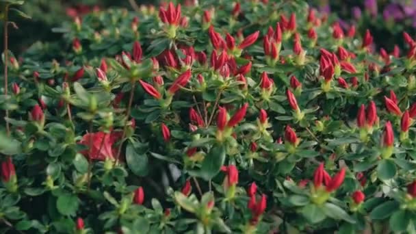 Κοντινό Πλάνο Κόκκινα Μπουμπούκια Ροδοδενδρίου — Αρχείο Βίντεο