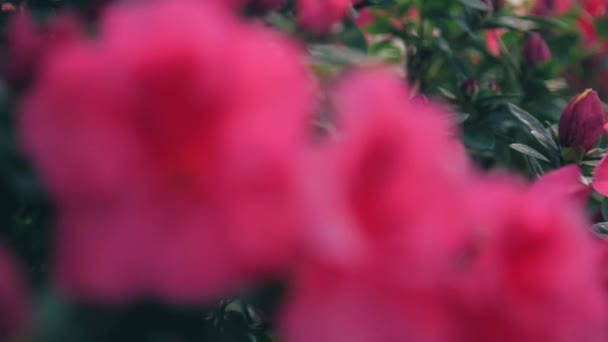 Κούκλα Κοντινή Φωτογραφία Από Ροζ Άνθη Ροδοδενδρίου — Αρχείο Βίντεο
