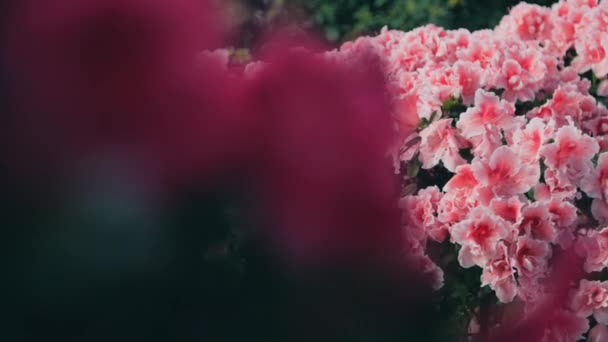 Panenka Zblízka Záběr Růžové Rododendron Květiny — Stock video