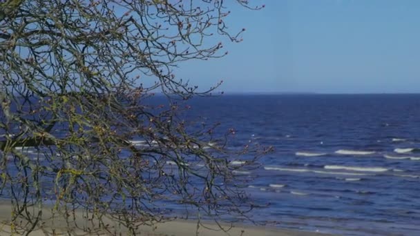 해안의 Sthot 전경에 봉오리 — 비디오