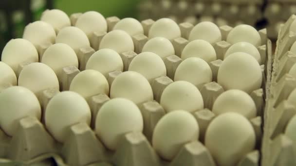 Τραβώντας Από Κοντά Πολλά Λευκά Αυγά Χάρτινους Δίσκους Στοιβαγμένους Έναν — Αρχείο Βίντεο