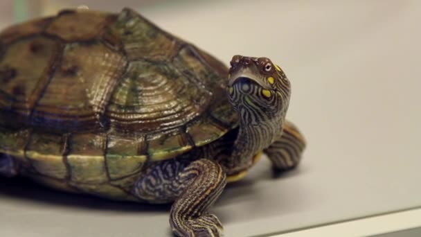 Hand Hielt Nahaufnahme Einer Neugierigen Schildkröte Die Sich Umsah — Stockvideo