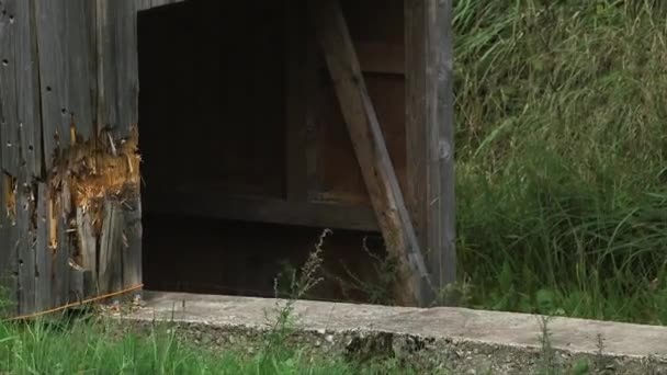 掠过射击场移动的野猪目标的潘宁中镜头 — 图库视频影像