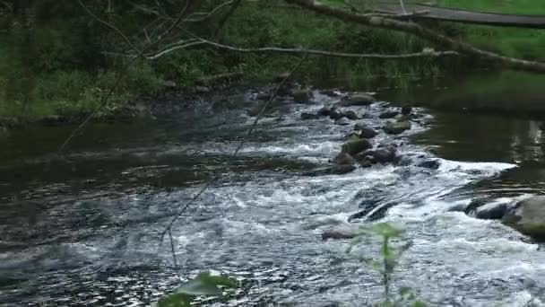 Panoramiczny Średni Ujęcie Krajobraz Leśny Rzeka Kamień Ona Niewielki Wodny — Wideo stockowe
