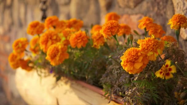 Dolly Közeli Lövés Kis Dekoratív Virágok Egy Fadoboz Felfüggesztett Fém — Stock videók
