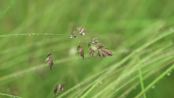 Рука Тримала Макрознімок Вологого Леза Трави Після Дощу Краплями Води — стокове відео
