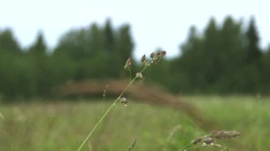 Elle tutulan makro çimen yaprağı yağmurdan sonra su damlalarıyla