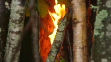 Küçük huş ağaçlarının gövdeleri arasında yakın plan ateş ateş atış yakın tutulan