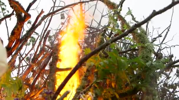 手持中枪点燃着一个巨大的篝火 篝火上点缀着草甸的花朵 — 图库视频影像