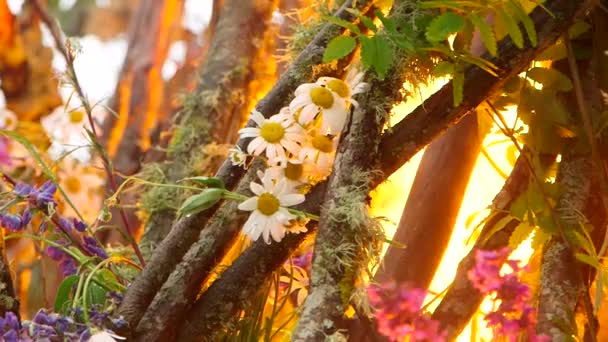 Handgehaltene Mittlere Aufnahme Des Entzündens Eines Riesigen Lagerfeuers Mit Wiesenblumen — Stockvideo