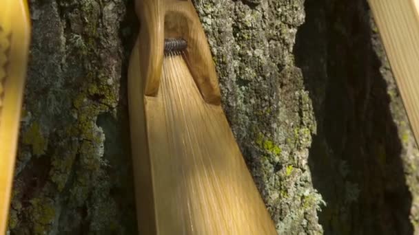 Dolly Close Tiro Zither Nacional Madeira Fresca Colocado Pela Tronca — Vídeo de Stock