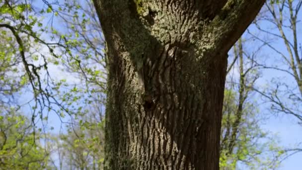 Büyük Bir Ağacın Etrafında Toplanmış Elleriyle Tutarak Ayin Yapan Insanların — Stok video