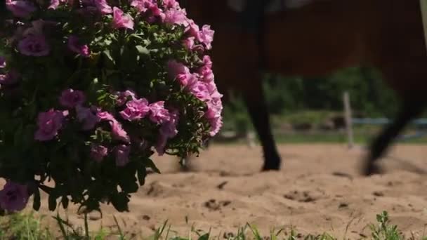 骑着马在乡间竞技场上紧紧抓住一杆鲜花和骑手 — 图库视频影像