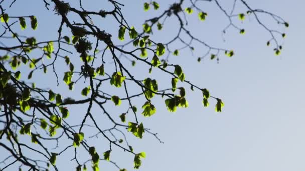Captura Cerca Estática Ramas Abedul Musgoso Primavera Con Hojas Recién — Vídeo de stock