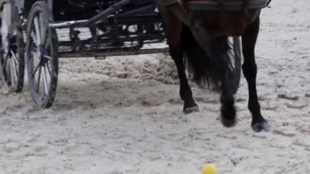 Slow Motion Medium Shot Carriage Driving Competition Sand Covered Sports — Stock Video