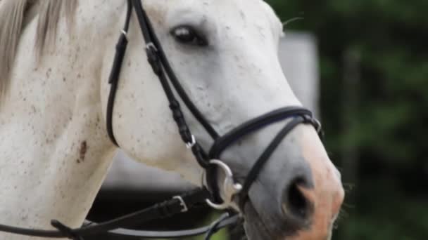 Nach Zeitlupe Nahaufnahme Eines Reiters Der Auf Einem Weißen Pferd — Stockvideo