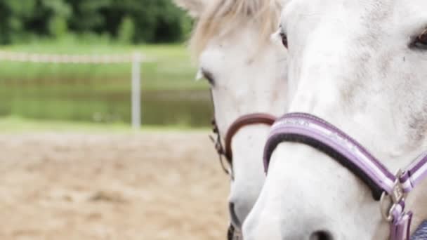 スローモーションの後 2つの白い馬の顔のショットを閉じる — ストック動画