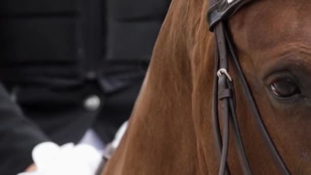Pomalém Pohybu Zblízka Záběr Hnědého Koně Kterém Sedí Jezdec Bílými — Stock video