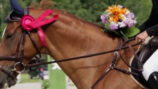 Setelah Slow Motion Close Shot Equestrian Winner Horseback Winner Ribbon — Stok Video