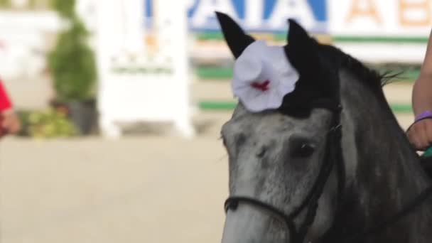 Zwolnionym Tempie Zbliżenie Shot Gray Horse Kapeluszu Pielęgniarki Paradzie Kostiumu — Wideo stockowe