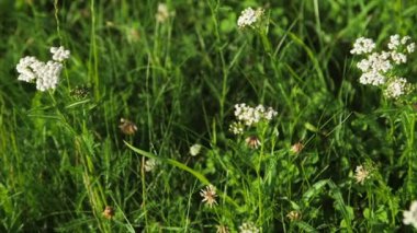 Meadow Flowers 'ın Dolly Yakın Çekimi