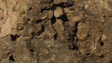 Antik Kireç Taşı Duvarından Dolly Macro Vuruşu