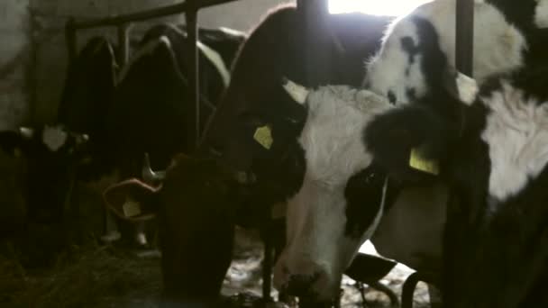 Steadicam Close Shot Cows Barn Studying Viewer Zvědavě — Stock video