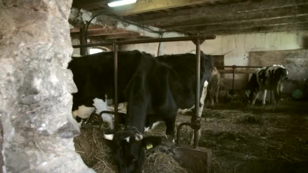 在一个古老时尚的谷仓里吃草的奶牛的斯泰迪康宽镜头 — 图库视频影像