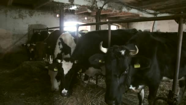 Steadicam Amplio Tiro Vacas Comiendo Heno Antiguo Granero Moda — Vídeo de stock