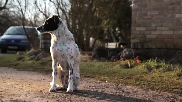 一只长着黑斑的白狗坐在乡间别墅后院里的镜头 — 图库视频影像
