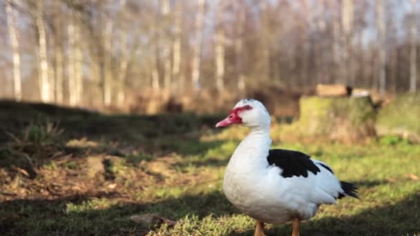 早春时节站在农场草地上的麝香鸭中枪 — 图库视频影像