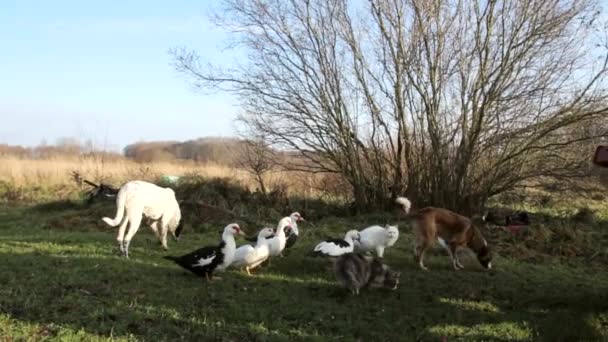 Steadicam Medium Shot Two Dogs Two Cats Several Muscovy Ducks — Stock Video