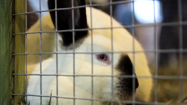 Steadicam Close Shot White Rabbit Com Orelhas Pretas Nariz Preto — Vídeo de Stock