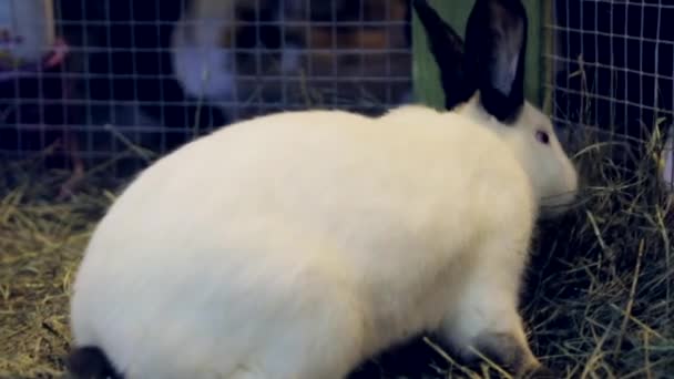 Steadicam Close Shot White Rabbit Black Ears Black Nose Crate — Stock video
