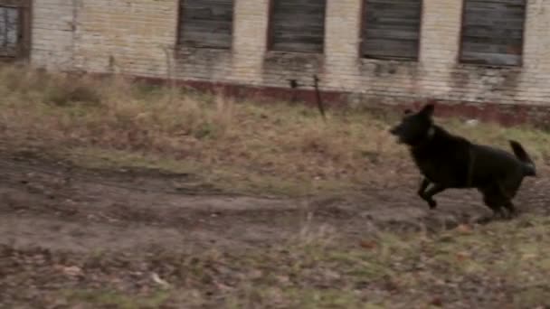 Siguiente Tiro Ancho Negro Enojado Perro Encadenado Corriendo Hacia Atrás — Vídeo de stock