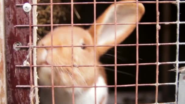 Steadicam Close Shot Brown Rabbit Szeleszczący Powietrze Przez Kraty Klatki — Wideo stockowe