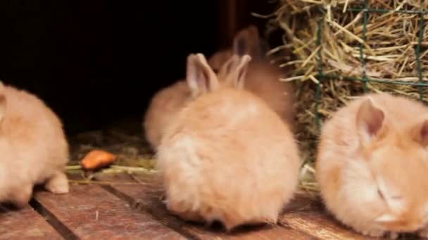 Steadicam Kahverengi Bebek Tavşanların Yakın Çekimi — Stok video