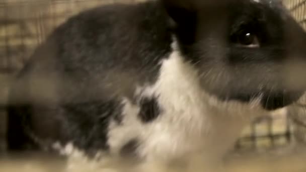 Steadicam Kafesteki Siyah Beyaz Tavşanın Yakın Çekimi — Stok video