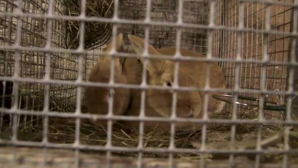 Steadicam Kafesteki Kahverengi Tavşanların Yakın Çekimi — Stok video