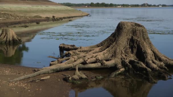 Dolly Nahaufnahme Eines Zurücktretenden Flussufers Der Baumstümpfe Enthüllt — Stockvideo