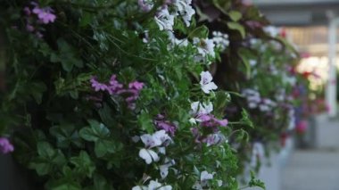Binadaki Kutularda Farklı Renklerin Çiçeklerinin Dolly Yakın Çekimi