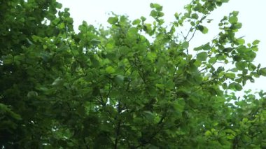 Dolly Kalın Yaprak Çekimi